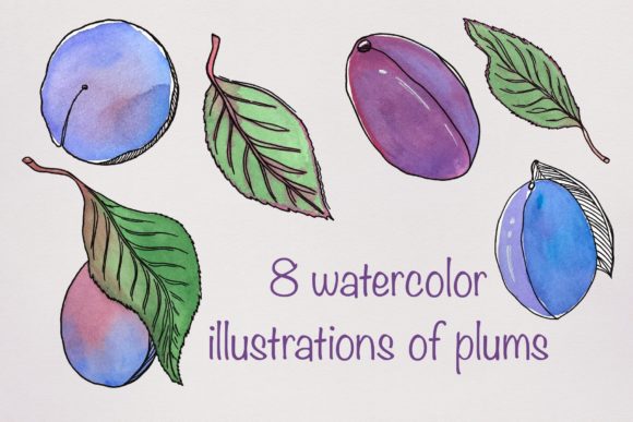 Creative Applications for Watercolor Plum Illustrations