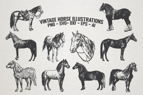 Vintage Horse Illustrations: Timeless Vector & PNG Clipart
